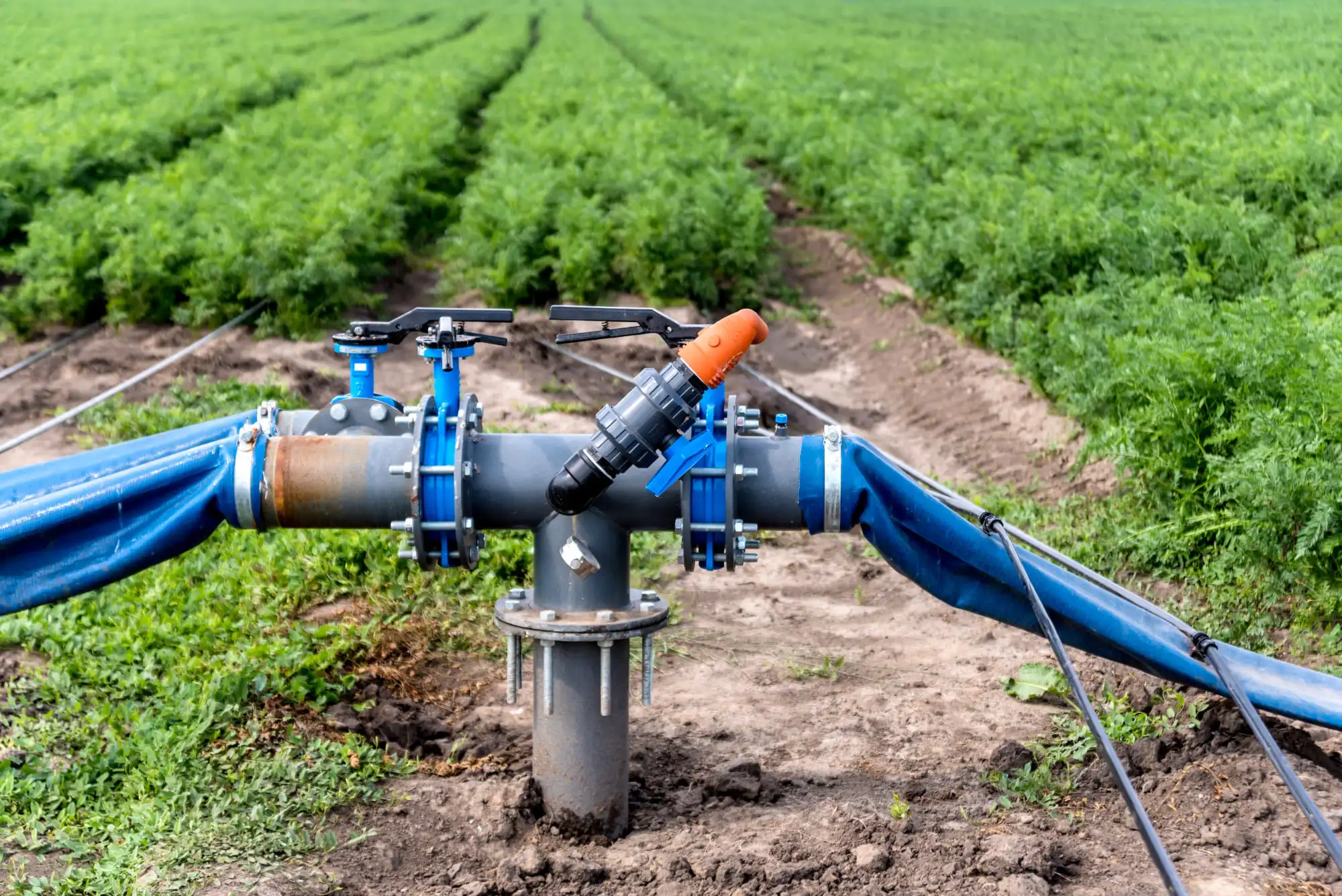 An irrigation wellhead with valves and blue lay-flat hose running alongside a green crop field
