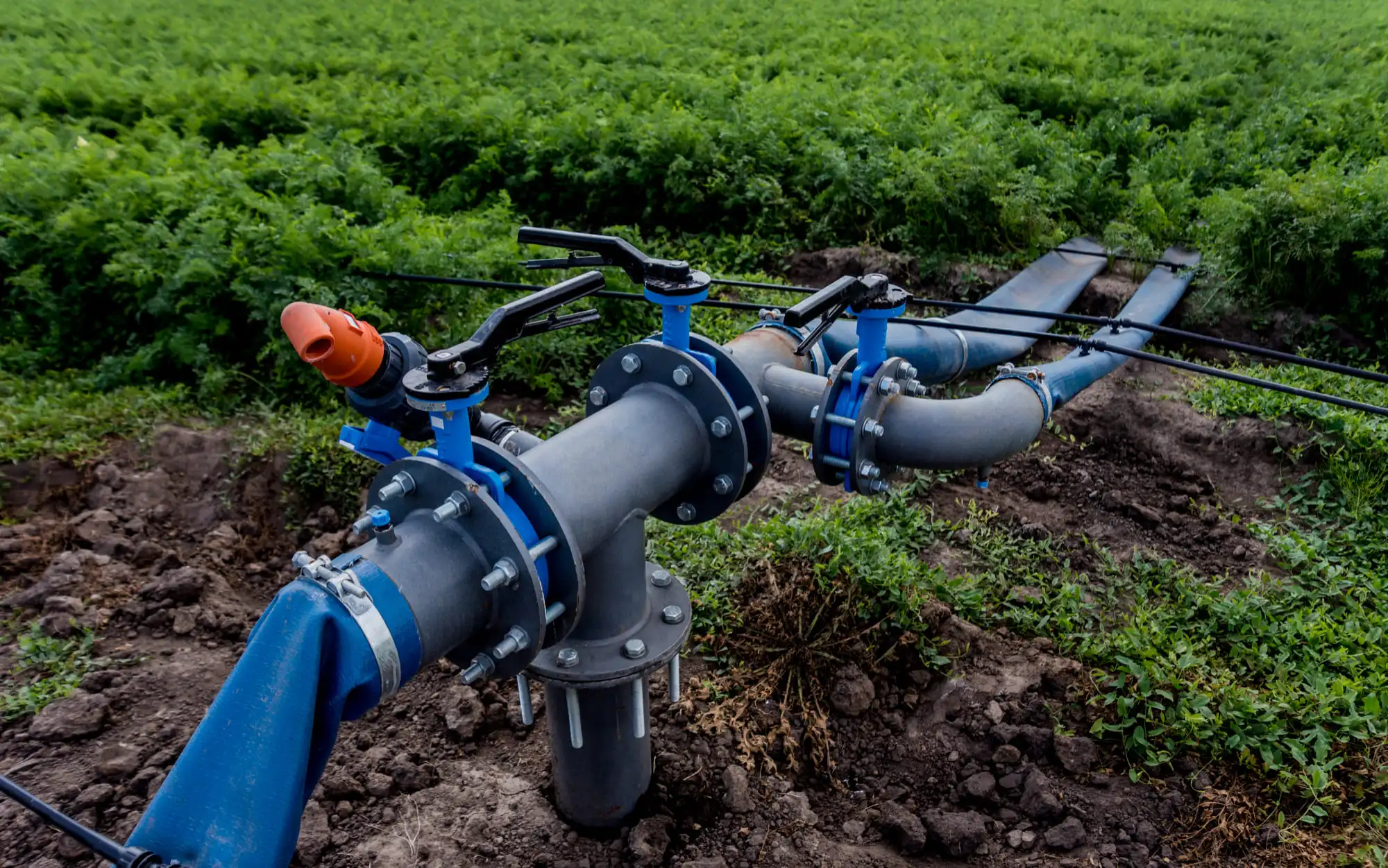 An irrigation wellhead manifold with valves and blue lay-flat hoses at the edge of a crop field